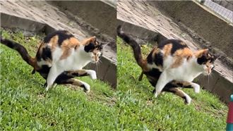 三花貓2腳懸空「特技拉屎」！網讚好功夫