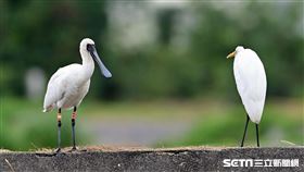 台東黑面琵鷺。（圖／記者王浩原攝影）