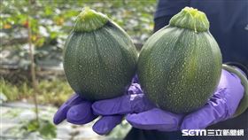 台東鹿野獨推新品種櫛瓜「綠球小南瓜」。（圖／記者王浩原攝影）