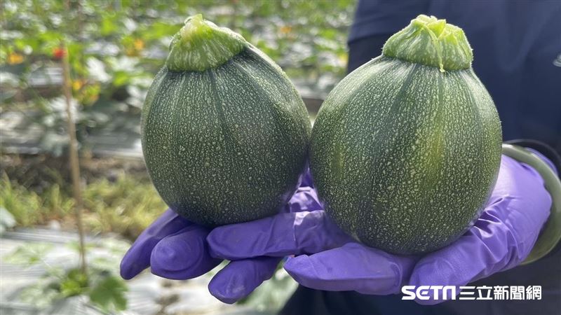 櫛瓜不是長條型的?「這形狀」更甜嫩好吃