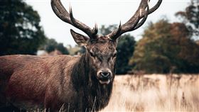 鹿,deer,殭屍鹿（圖／Pixabay）