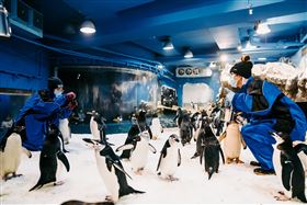 冬令時節進補好過冬　屏東海生館企鵝依循節氣應景吃超胖？！（業配勿用）