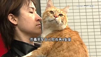 獨／蕭美琴視貓如親！21年前救浪貓徵領養