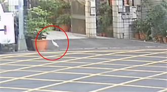 孔雀魚也偷？失主看完監視器苦笑了