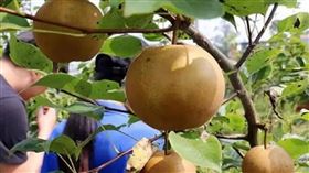 梨樹（圖／翻攝自微博）