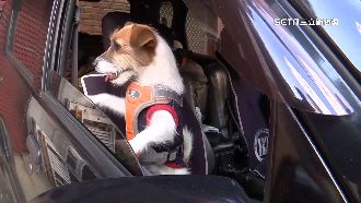 開引擎蓋避違停檢舉　拖吊最怕車內有寵物