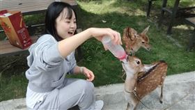 韓國網紅,鹿茸,梅花鹿,鹿場,觀光,美食,英玹