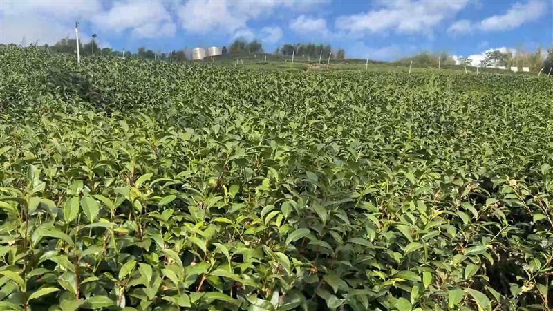 台灣茶葉0關稅直通美國甩開30年來「盲目西進」險被割喉的慘況，有業者表示這次談判是為台茶創造了絕佳的「突圍窗口」！（示意圖／資料照）