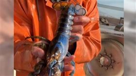 「雙色龍蝦」鮑伊（Bowie）（圖／翻攝自Instagram jknowles831）