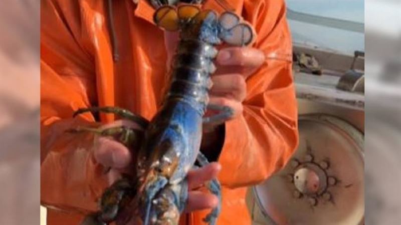捕獲率5千萬分之1！雌雄同體「雙色龍蝦」