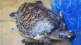 ▲玳瑁已被列為保育類動物，不能販售展示陳列。（圖／CTWANT）。