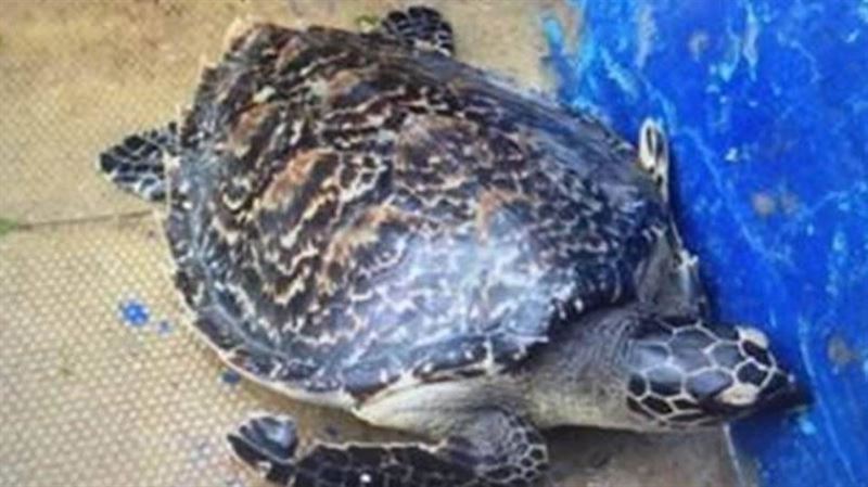 玳瑁列保育類動物　男子網拍玳瑁眼鏡慘了