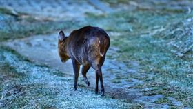 山羌行走在結霜植物上  如履冰霜地毯大雪山國家森林遊樂區內的小雪山資訊站海拔2600公尺，28日清晨近攝氏零度低溫，植物披上白色冰霜，山羌漫步冰霜地毯上，是冬季限定療癒景色。（林業及自然保育署台中分署提供）中央社記者趙麗妍傳真  112年11月28日