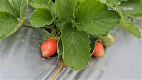 大湖草莓染角斑病減產！　農民苦嘆放棄無法治療