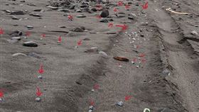 嚴重會休克！台東海灘驚見「世界第3毒生物」　遊客看傻：有上千隻　臉書社團《爆廢1公社》