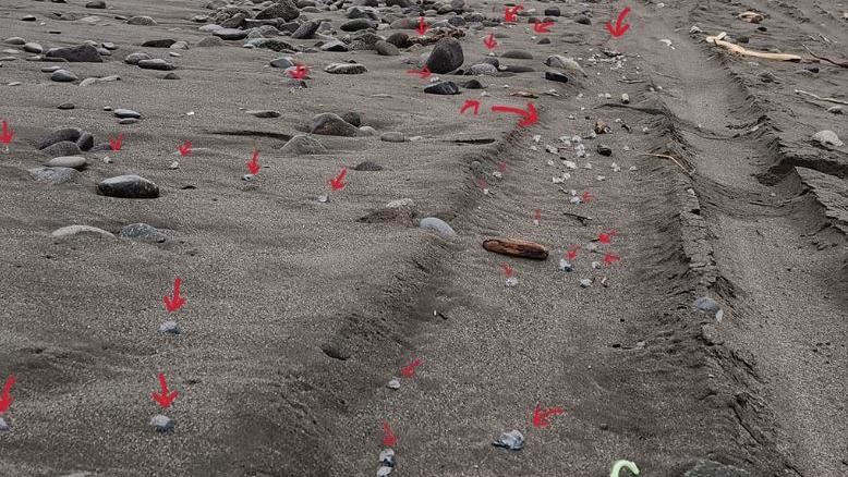 致死率高！台東海灘冒「世界第3毒生物」
