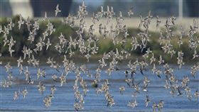 數百隻黑腹濱鷸現身台南將軍濕地台南冬候鳥種類豐富，野鳥學會鳥友27日在將軍濕地拍下數百隻黑腹濱鷸群起掠過天際的相片，宛如鳥兒匯流而成的「鳥河」。（李正峰提供）中央社記者張榮祥台南傳真  112年11月29日