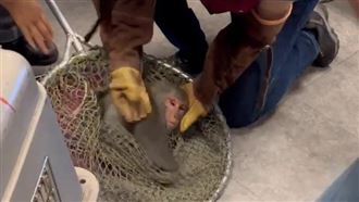 林口猴逛大街躲川菜館　厭世落網畫面曝光