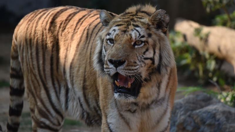 新竹市動物園「明星動物」離世　得年18歲