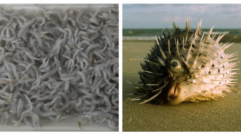 傻眼！魩仔魚乾混入「河豚魚苗」緊急召回