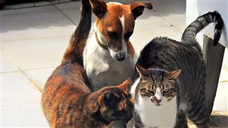 生育率輸養貓狗　毛孩數海放新生兒逾10萬