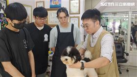 寵物美容,毛小孩,證照,技師