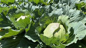 高麗菜,家樂福提供