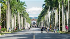 台大／台灣大學／椰林大道（記者陳弋攝影）