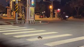 螃蟹「綠燈走斑馬線」通行！21秒片吸萬人　網笑：橫著走比人還要守規矩。（圖／翻攝自「路上觀察學院」臉書）