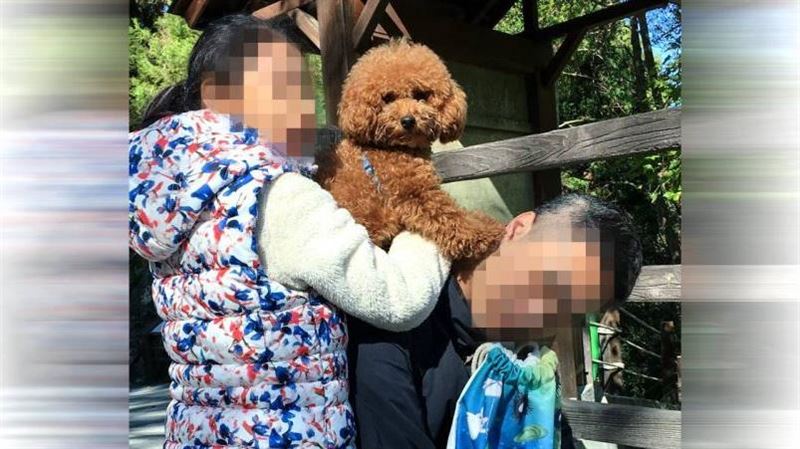 怕從此見不到毛寶貝　律師傳兩全其美大法