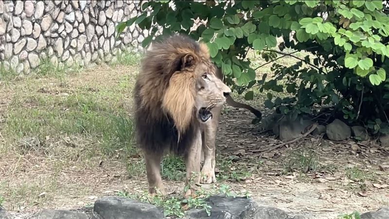 動物園保育員明年加薪　最高加給5000元