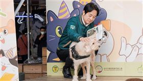 賴清德說，狗派貓派都是台灣派（圖／賴清德競總提供）