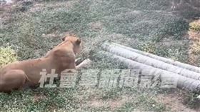 高雄,壽山動物園,獼猴,獅子,