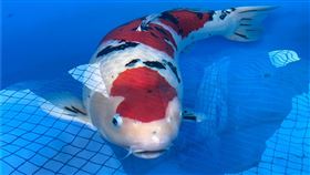 錦鯉文化節登場  冠軍魚評選結果揭曉2023錦鯉文化節2日在新竹縣政府前廣場熱鬧登場，現場有超過800尾錦鯉參與評選比賽，最終由一尾大正三色85超錦鯉拿下總冠軍。中央社記者魯鋼駿攝  112年12月2日