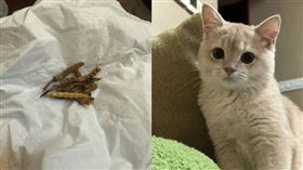 野生蟲草藏沙發縫被「牠」吃掉！　主人哭笑不得認賠（圖／翻攝自小紅書）