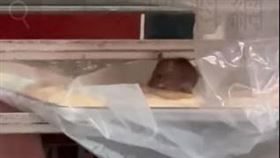 一中街人氣甜甜圈店老鼠出沒　食材上打滾、爽吃buffet！最高罰2億