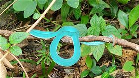 有網友在南部一處山區遇見色違的赤尾青竹絲嬌客，驚喜上網分享。（圖／翻攝自臉書社團《野生蛇相》）