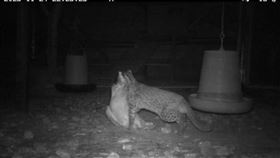 果園雞被叼走，雞隻驚嚇飛到樹上，苗栗逞凶石虎落網，飼主：我原諒你（圖／翻攝畫面）