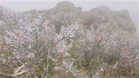 玉山觀測到霧淞。（圖／氣象署提供）