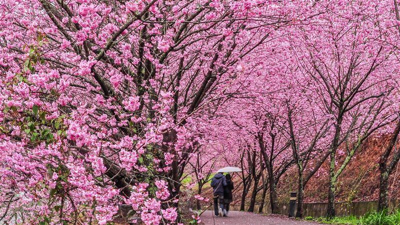 每人只要1799元！保證入園武陵農場櫻花季