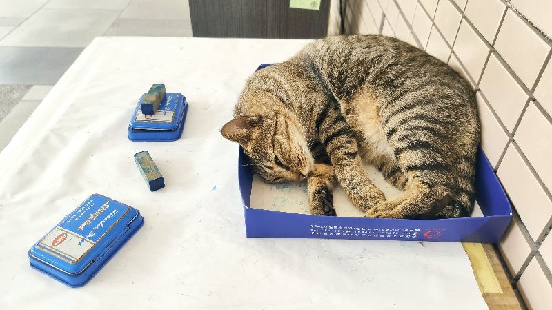台東貓站長戴領帶巡視、值班貓站長迎客
