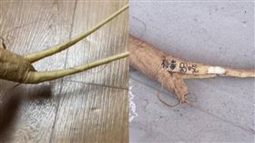 ▲大學生挖出了「商陸」並咬下1口，後來狂睡了17小時。（圖／翻攝自紅星新聞）