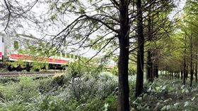 新北規劃牡丹落羽松祕境新北市觀光旅遊局7日表示，台鐵北迴線牡丹車站與雙溪車站間有一處未開放區域種植許多落羽松，已商請台鐵提供土地並整理，預計113年開放。（新北觀旅局提供）中央社記者黃旭昇新北傳真  112年12月7日