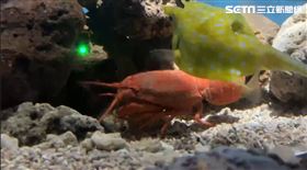 屏東,海生館,龍蝦,海產店