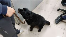 員警佯裝路人逮車手 所犬「妞妞」出任務神助攻（圖／桃園電子報）