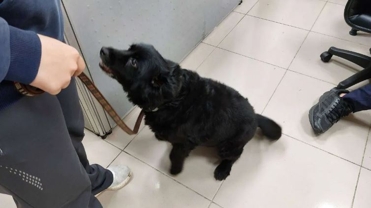 員警佯裝路人逮車手　所犬「妞妞」神助攻