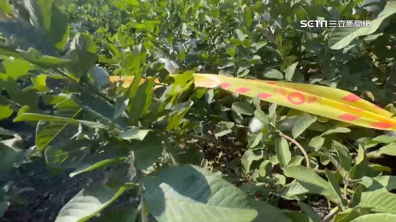 愛賭欠債恐嚇取財！男討錢不夠砍死前女友