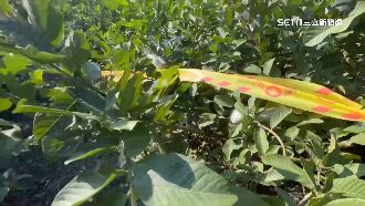 愛賭欠債恐嚇取財！男討錢不夠砍死前女友