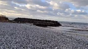 數千噸死魚沖上岸！北海道海灘宛如「魚屍地毯」漁民震驚：從沒見過　翻攝自
道の駅なとわえさん ナトワショップカフェ　X