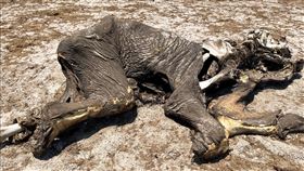 辛巴威（Zimbabwe）萬蓋國家公園（Hwange National Park）內的野生大象（圖／路透社／達志影像）